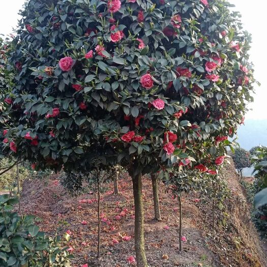 高县 茶花树