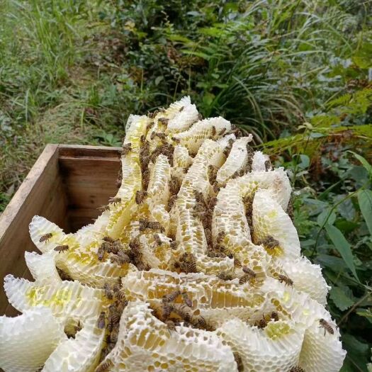 三穗县 中华土蜂蜜