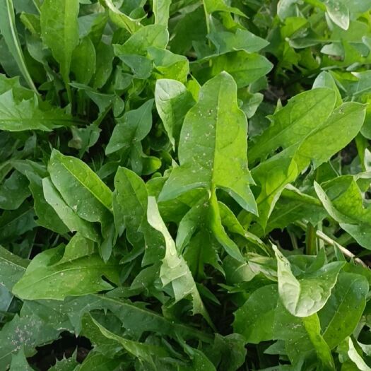 张家口蒲公英菜 冷冻蒲公英凉菜