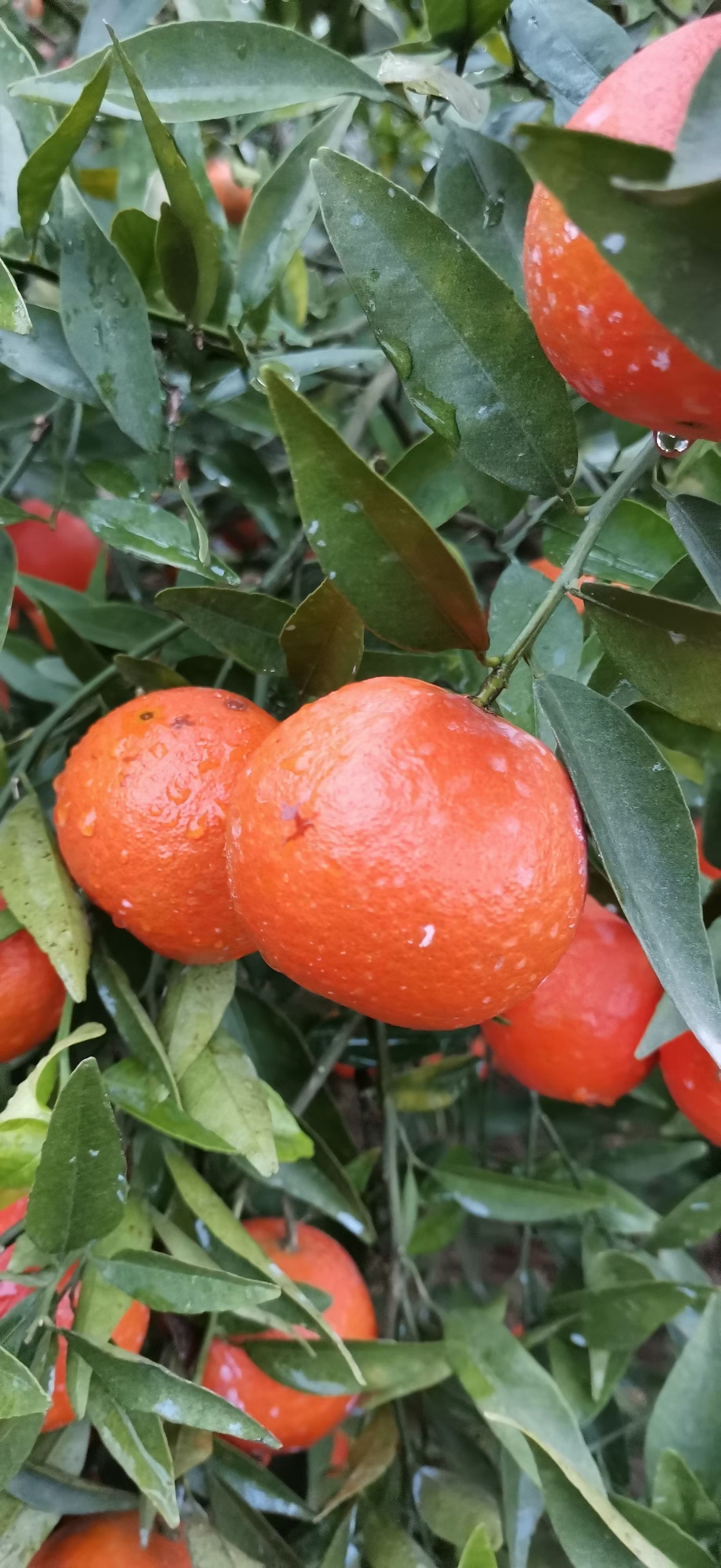 蜜桔 东方红