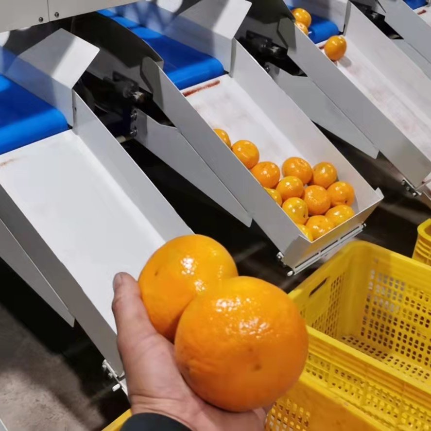 广西平南县广鲜果业沃柑大量上市