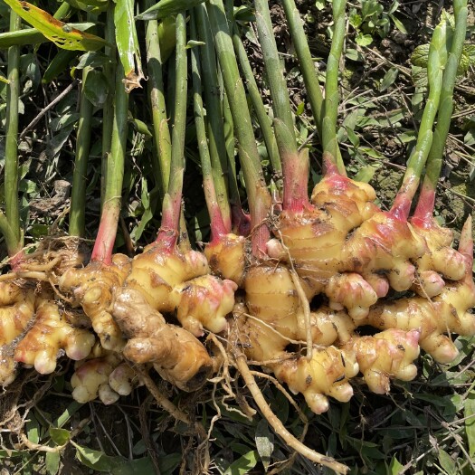 乐业县 自家种植新鲜小黄姜批发，纯绿色食品