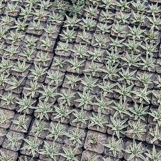 洛阳 龙舌兰世之雪雪山，根系很不错带侧芽一块出