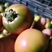 盘锦铁柿子  盘锦碱地柿子  铁皮柿子 鹰爪柿  口感酸甜    大小均匀