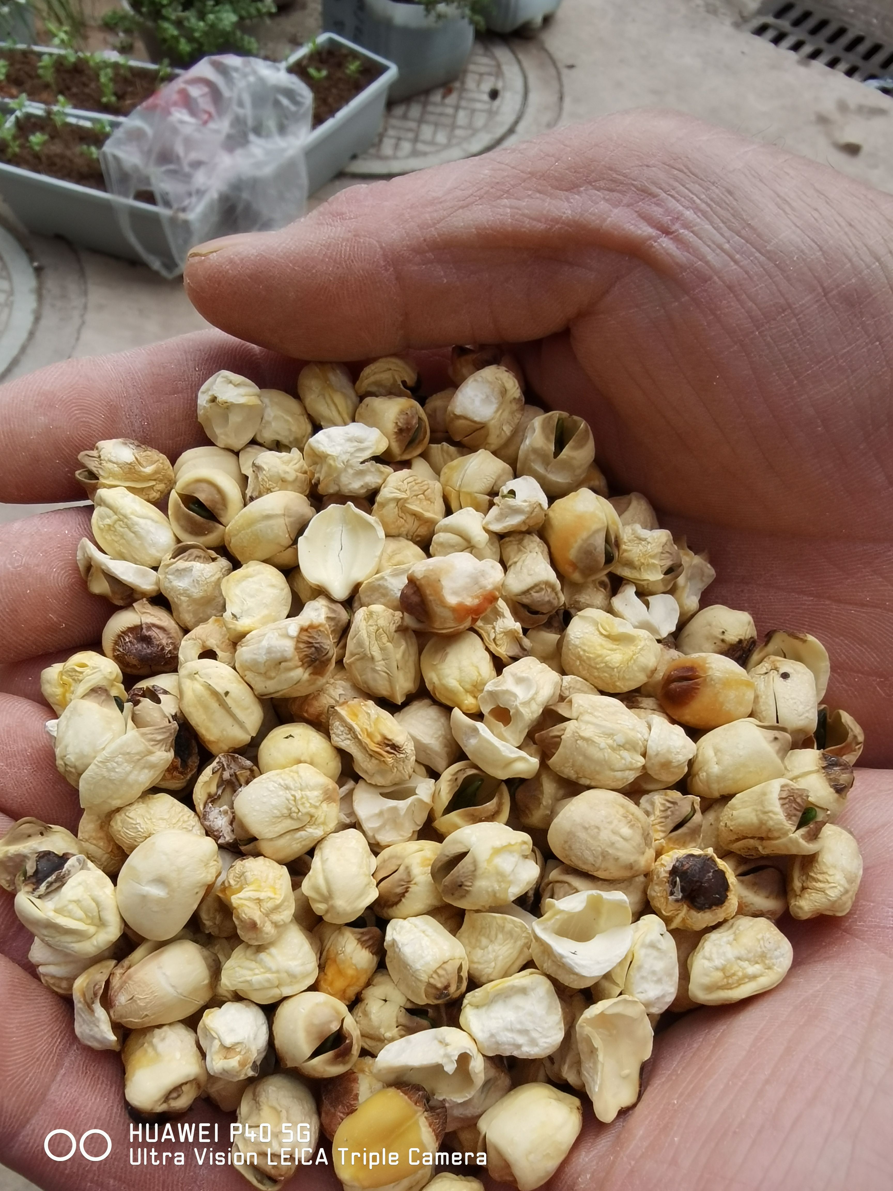 白莲子  广昌酿酒白莲，阴莲子，碎莲子