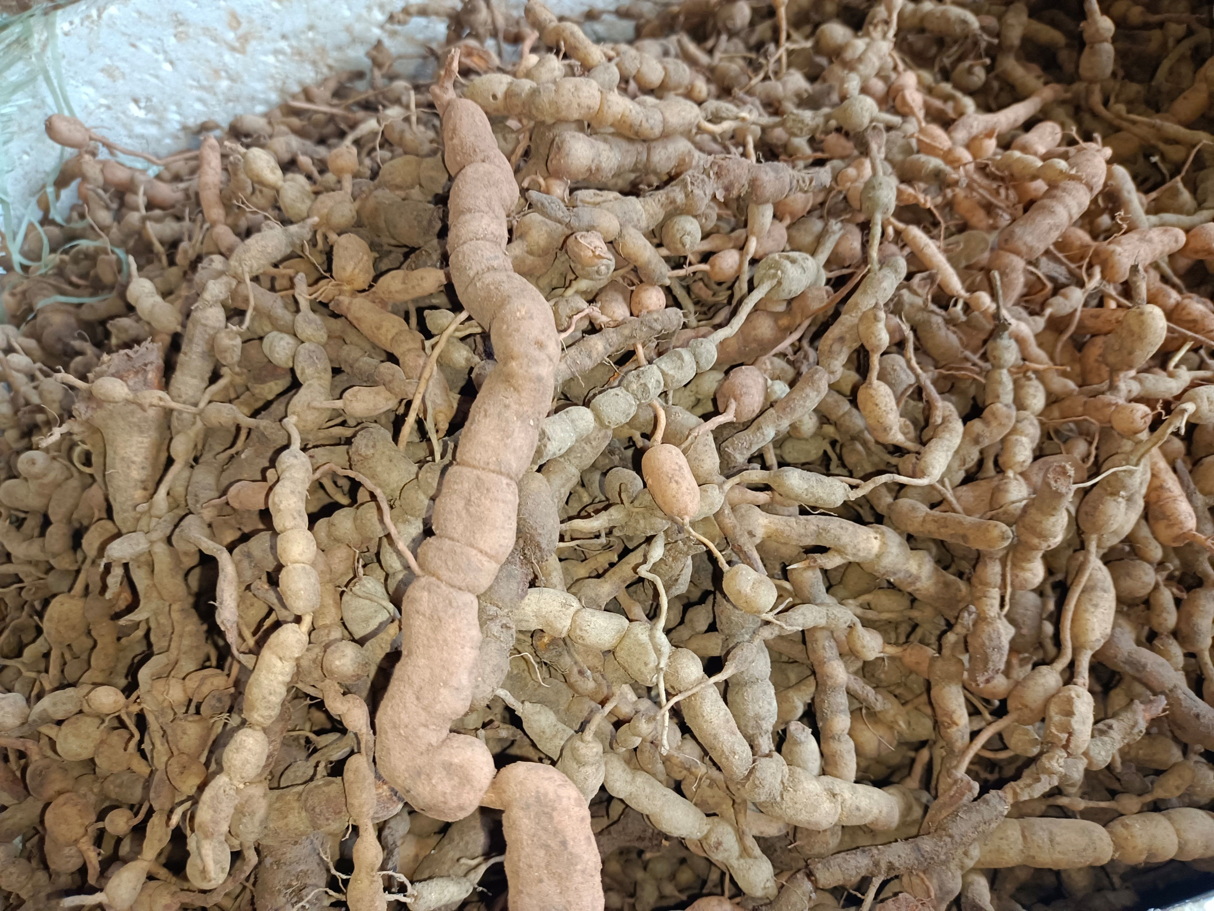 鸡筋参贵州产地一手资源质量保证欢迎广大客户订购