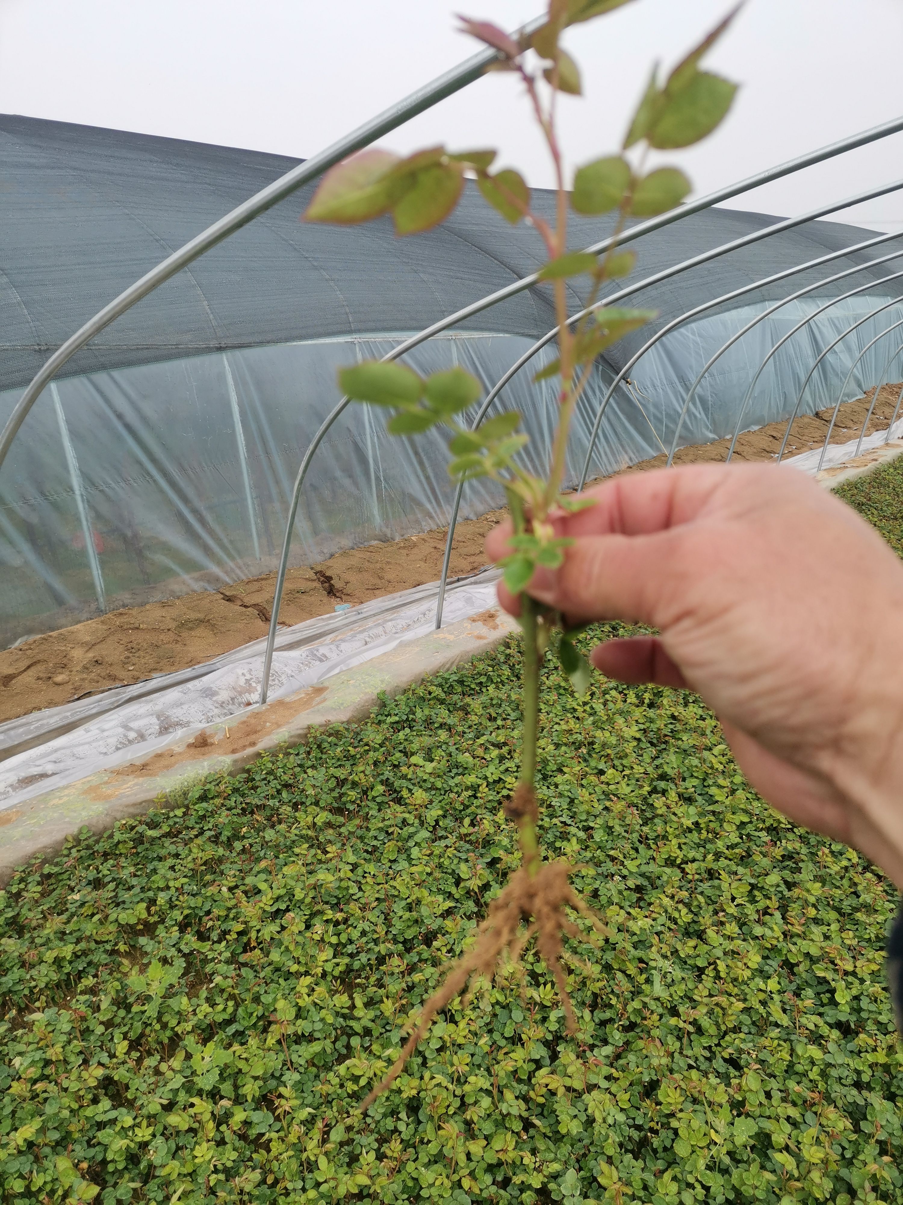 月季苗  南阳月季裸根苗/各品种沙床小苗丰花月季大花月季品种齐全