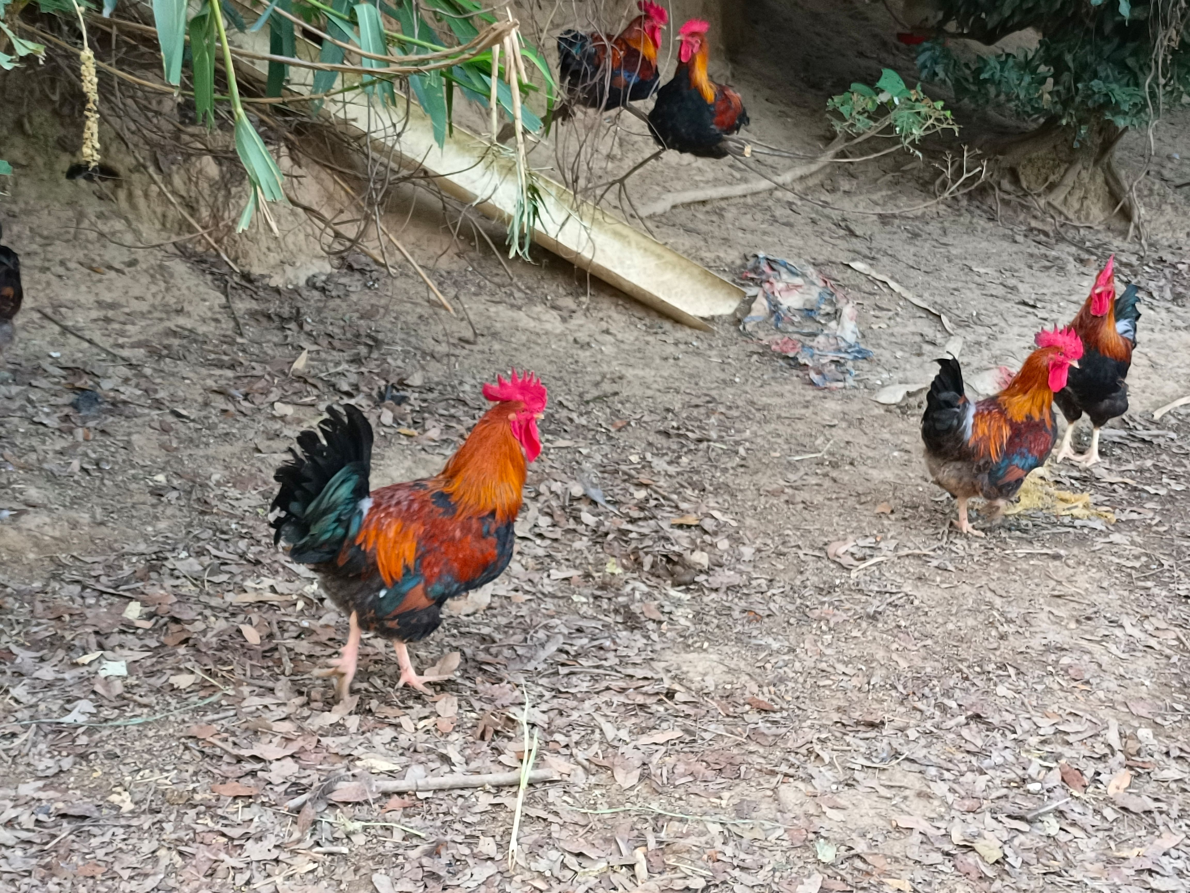 麻鸡 山地散养鸡