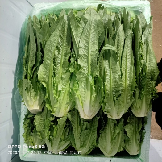 昆明青油麦  油麦菜云南产区精品蔬菜，服务各种蔬菜采购发货，欢迎大家了解，