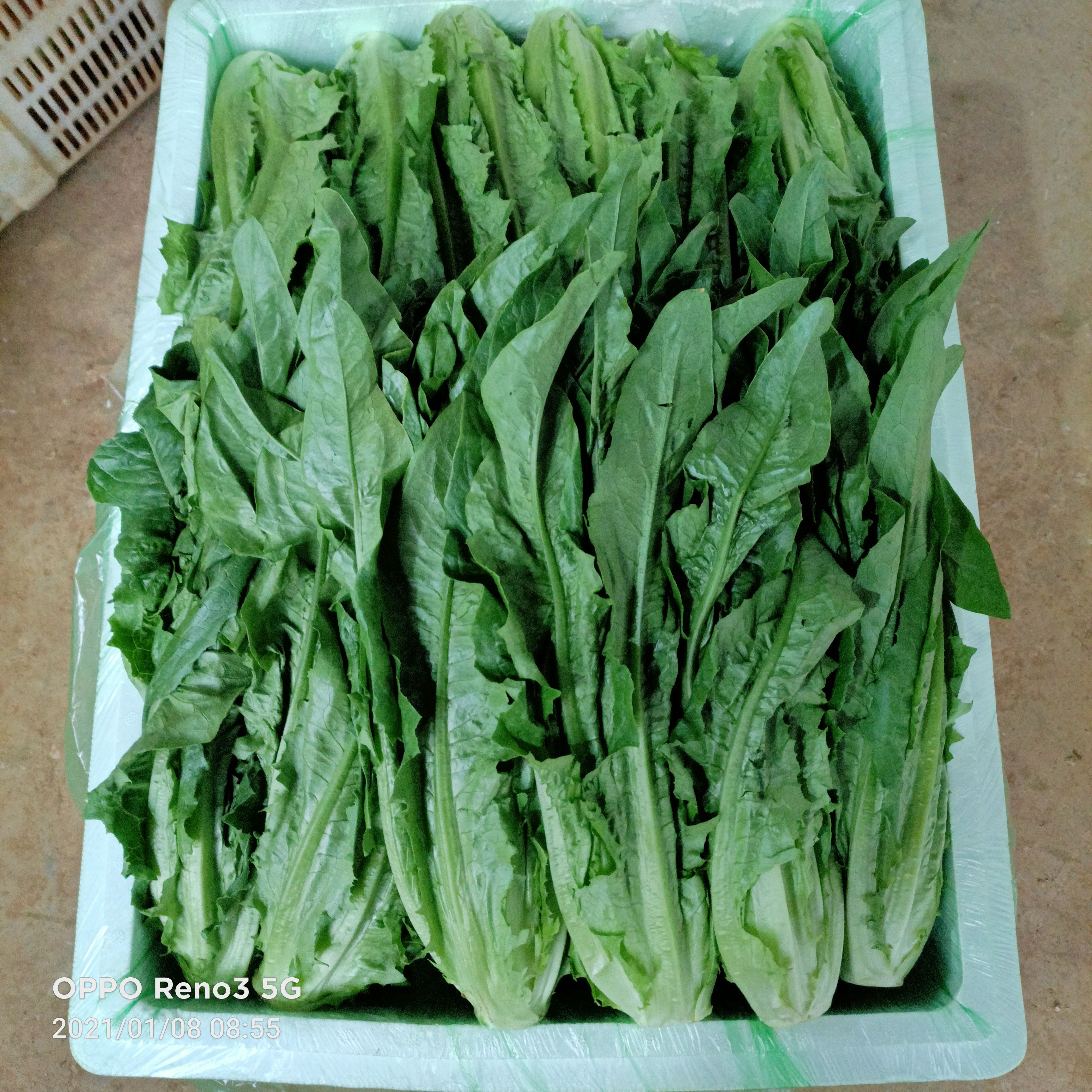 青油麦  油麦菜云南产区精品蔬菜，服务各种蔬菜采购发货，欢迎大家了解，