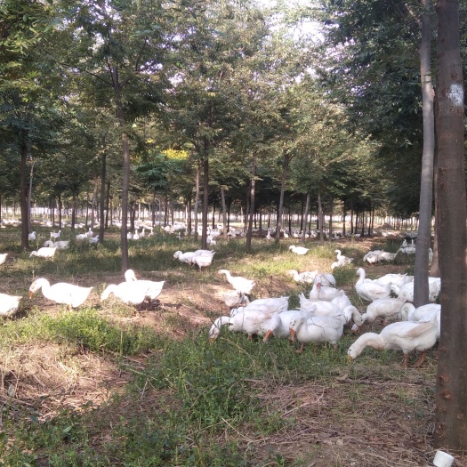 泗洪县三花鹅 大品种三花纯公鹅