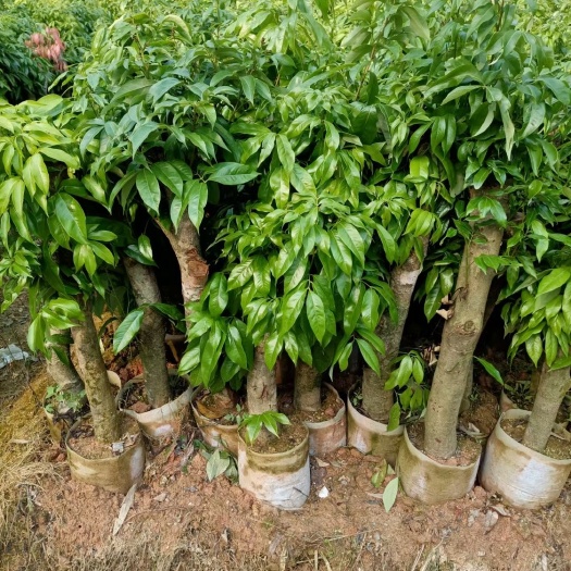 灵山县黑叶荔枝苗    荔枝苗 高压苗