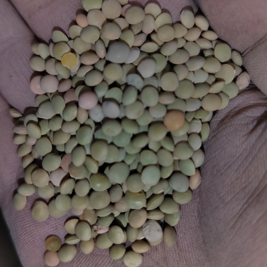 景泰县绿扁豆   精品新货上市，甘肃特产，小颗粒绿扁豆！