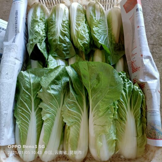 昆明快菜 小白菜云南产区精品蔬菜，服务各种蔬菜采购发货，欢迎大家了解