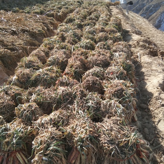 榆林 米脂羊粪红葱