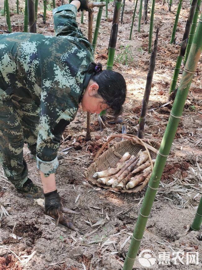 福建新鲜现挖现发雷竹笋冬笋大中小笋毛竹笋