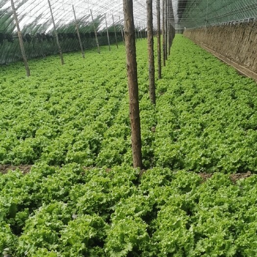 新民市生菜！油麦菜！各种叶菜