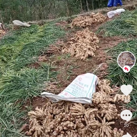 来凤县大黄姜  湖北恩施 凤头生姜