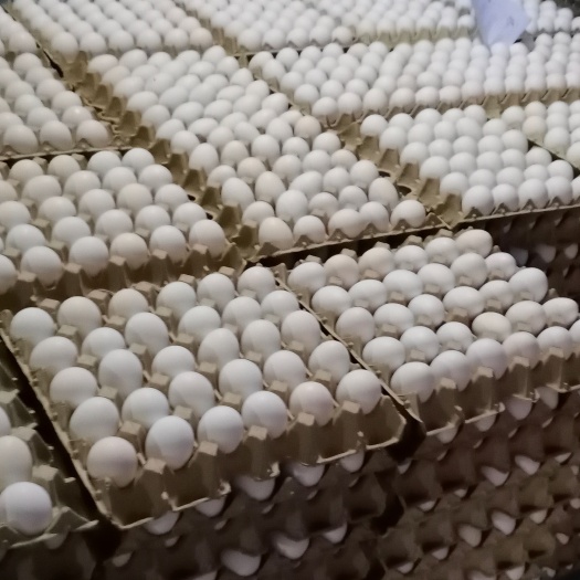 北京白壳蛋 中码蛋 白壳蛋 土鸡蛋