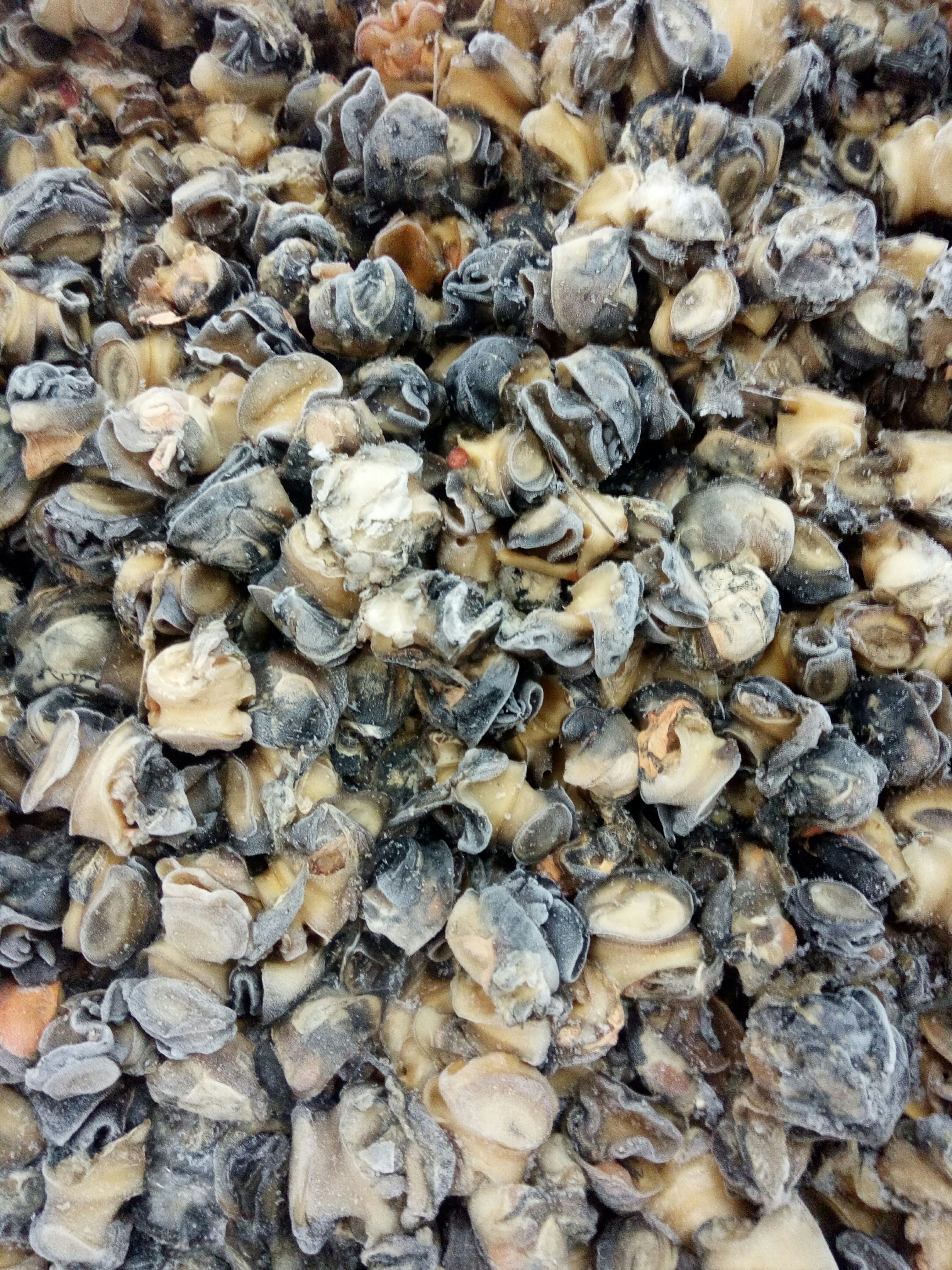 螺肉 12-18个月 