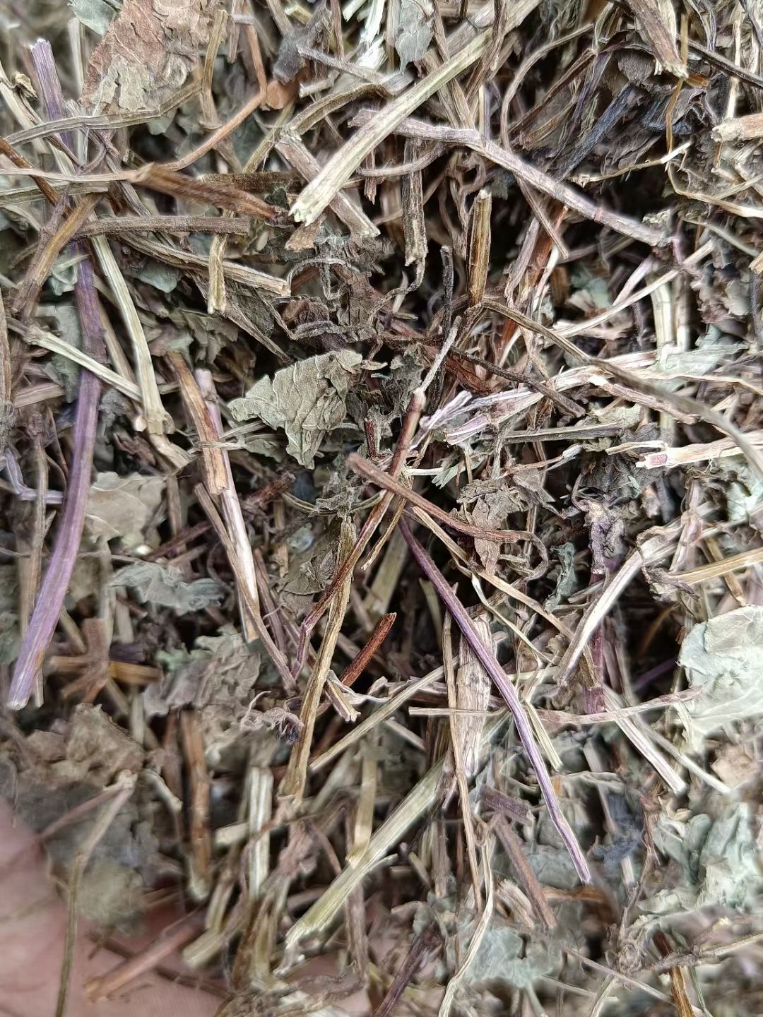 透骨草 连钱草  透骨消