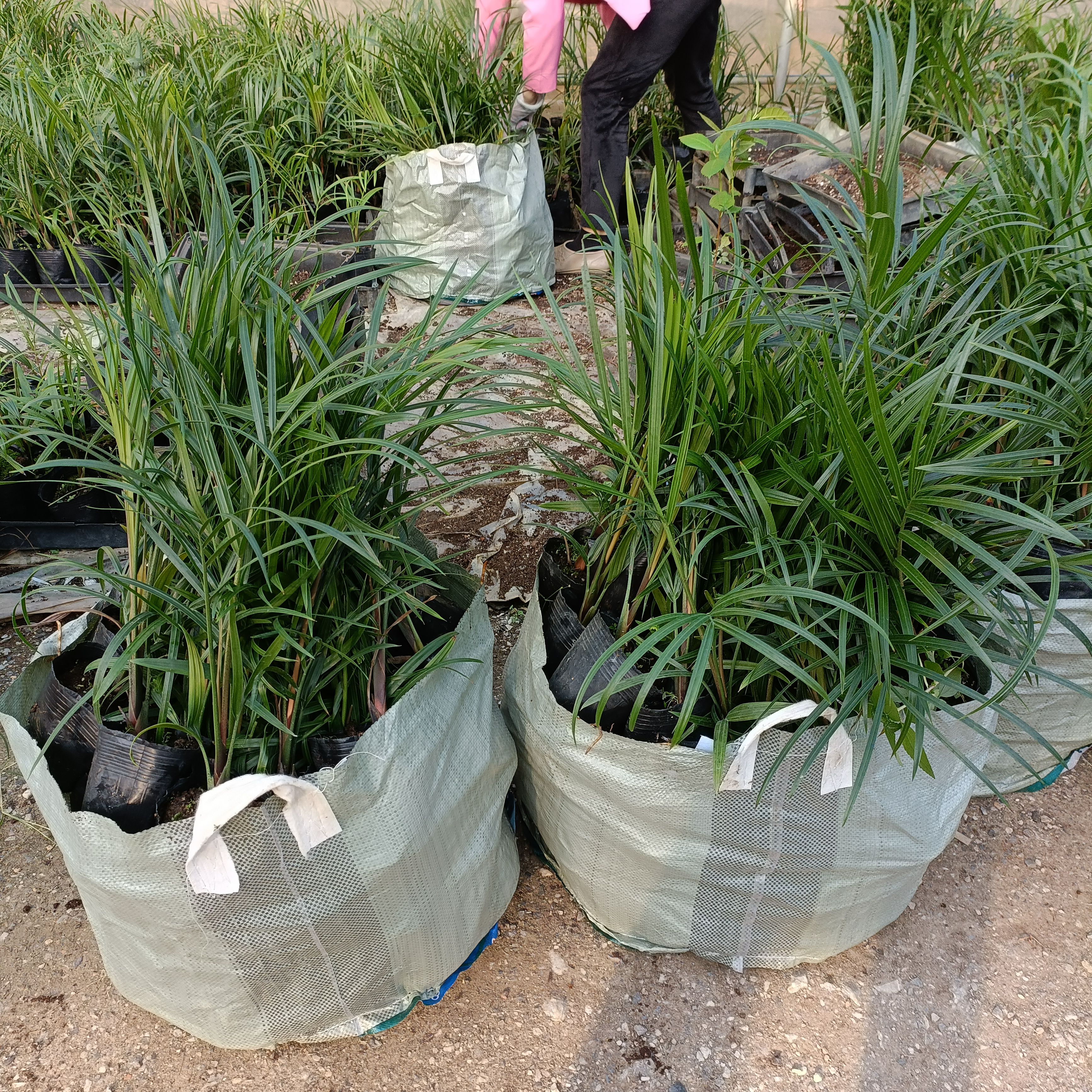 三角椰子苗  棕榈科观叶植物四季常青