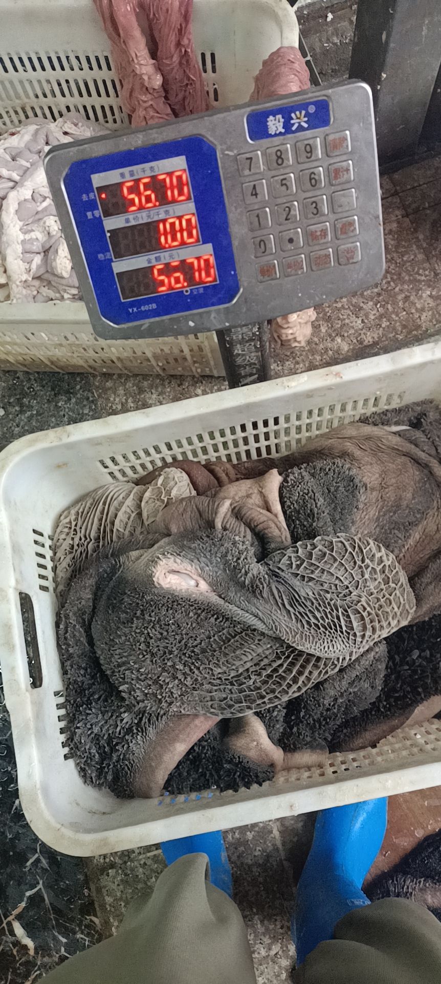  牛肚，牛肚干干净净的牛肚