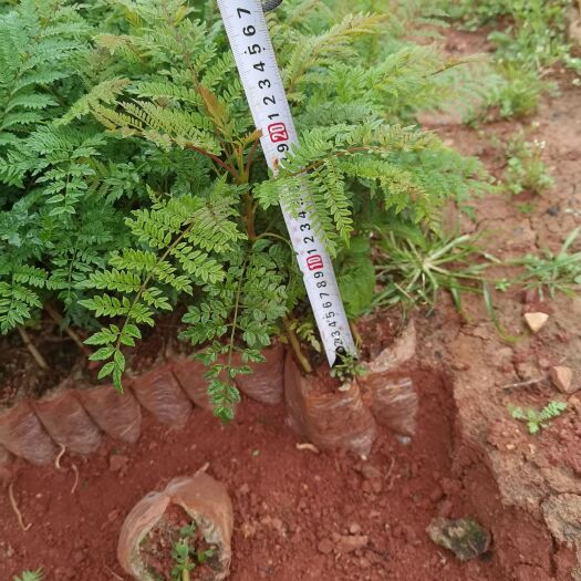 宜良县 蓝花楹小苗 蓝花楹种植销售 云南蓝花楹杯苗