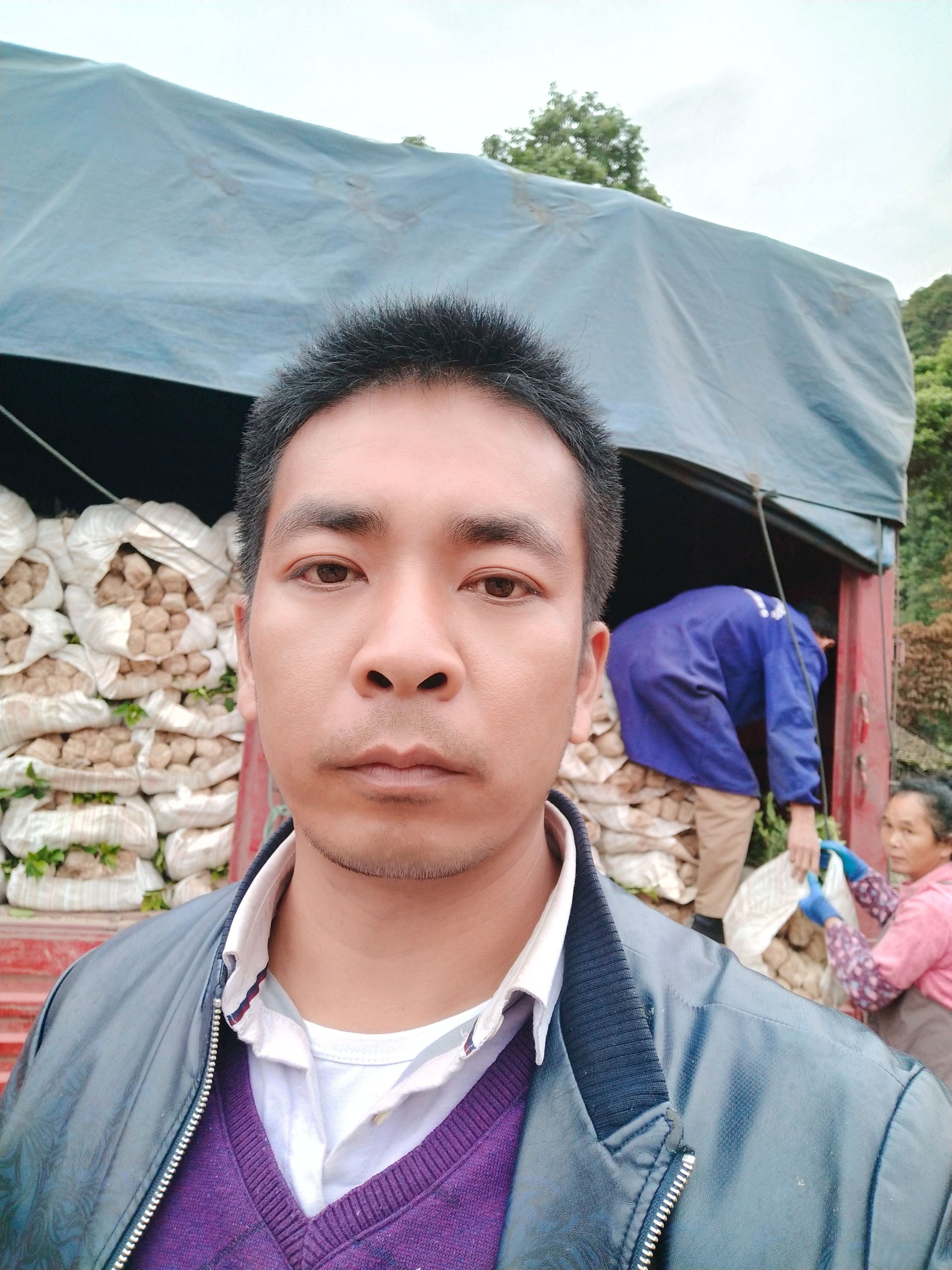 湘林210茶树苗 嫁接苗 0.25米起苗 