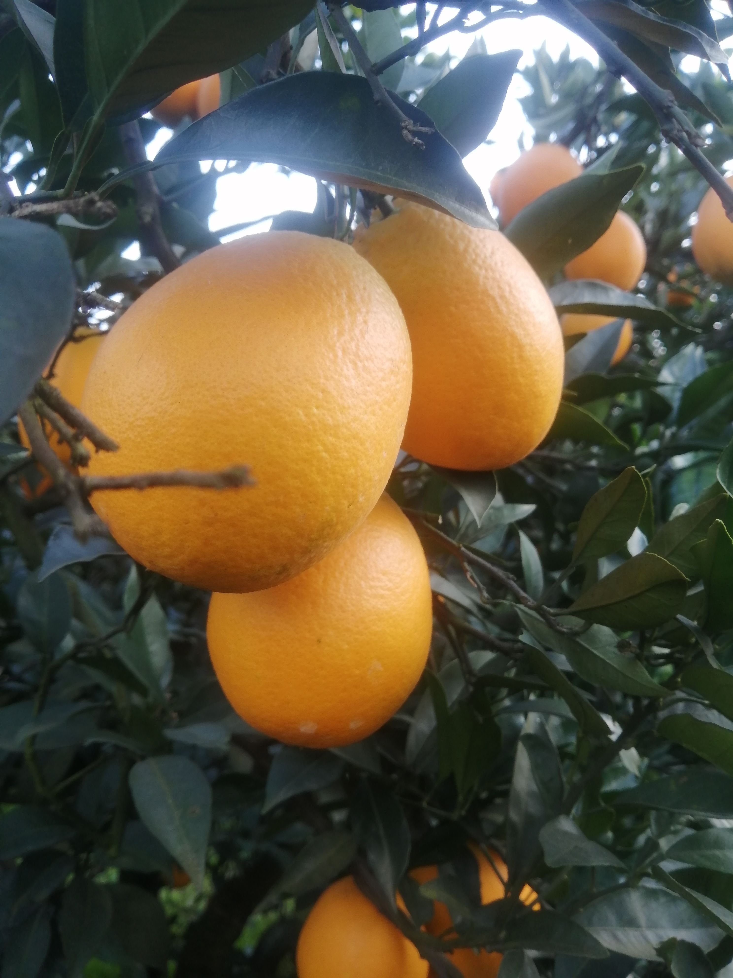 长红脐橙，个头大，颜色红，果型长，水份好，味道甜，