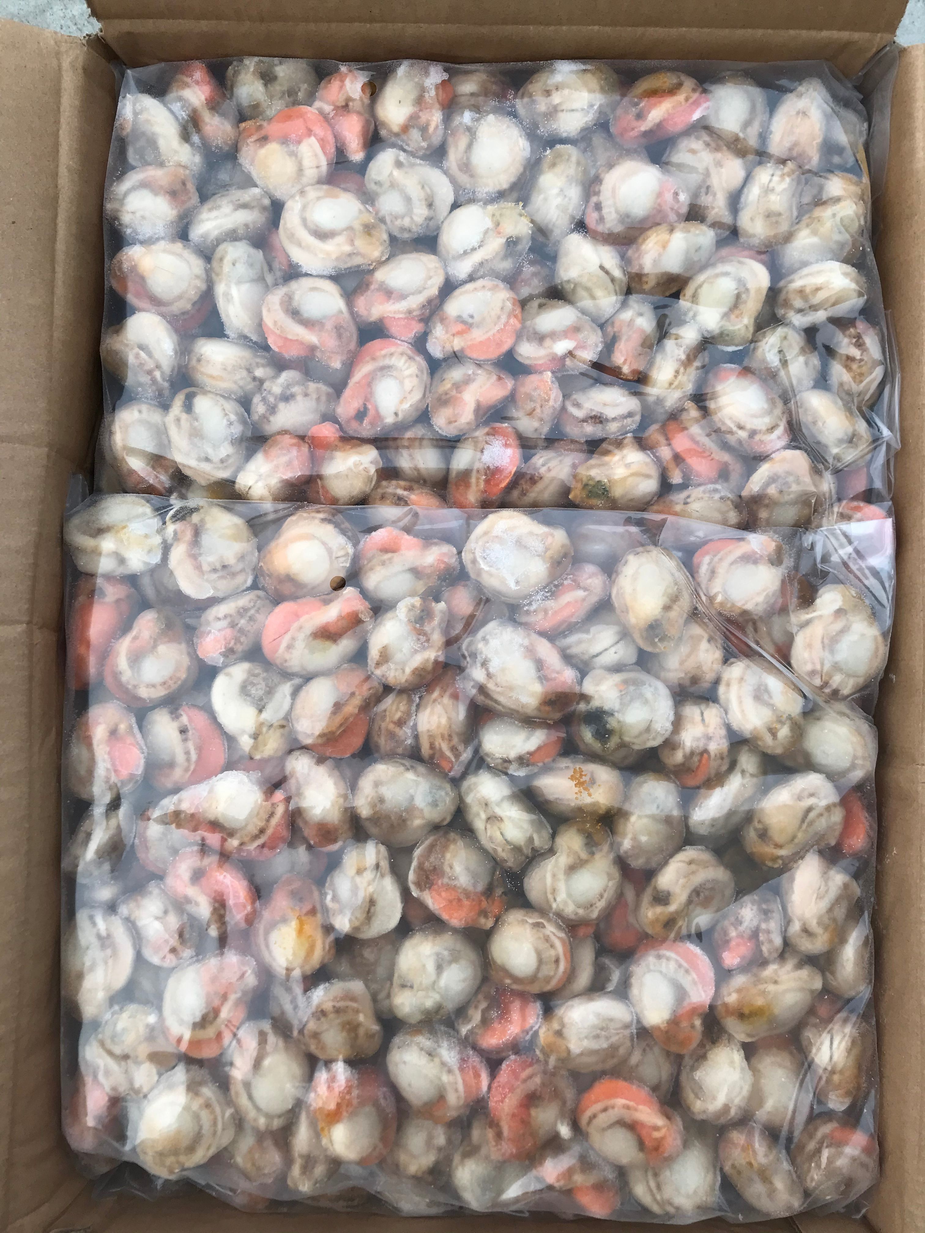 濟南海灣扇貝  扇貝肉  新鮮冷凍 皇冠貝