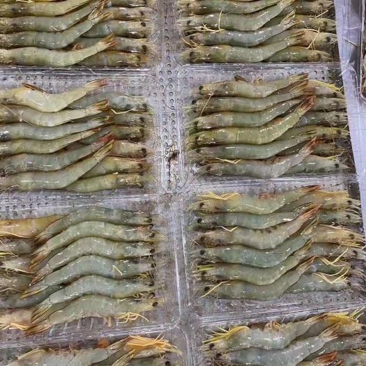 北海对虾  北海天然货
