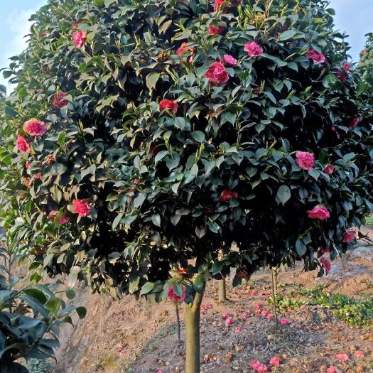 高县山茶花  茶花