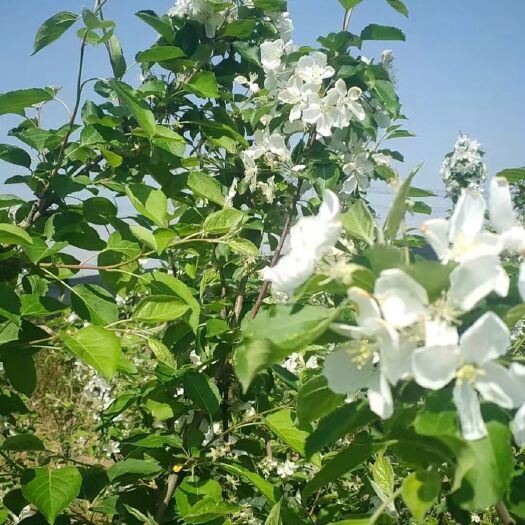 苹果树苗 精品嫁接苹果苗
