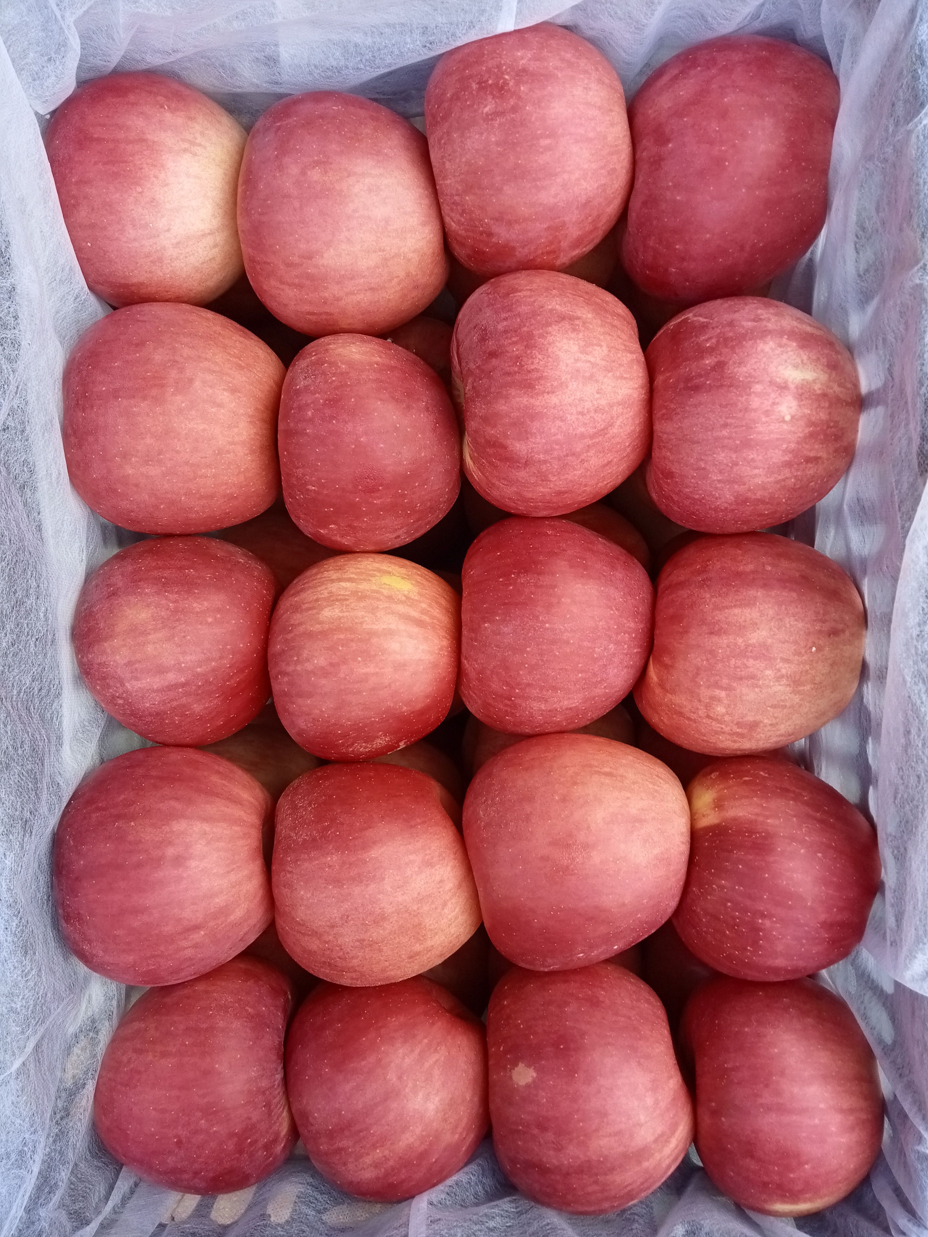 寒富苹果 有好苹果