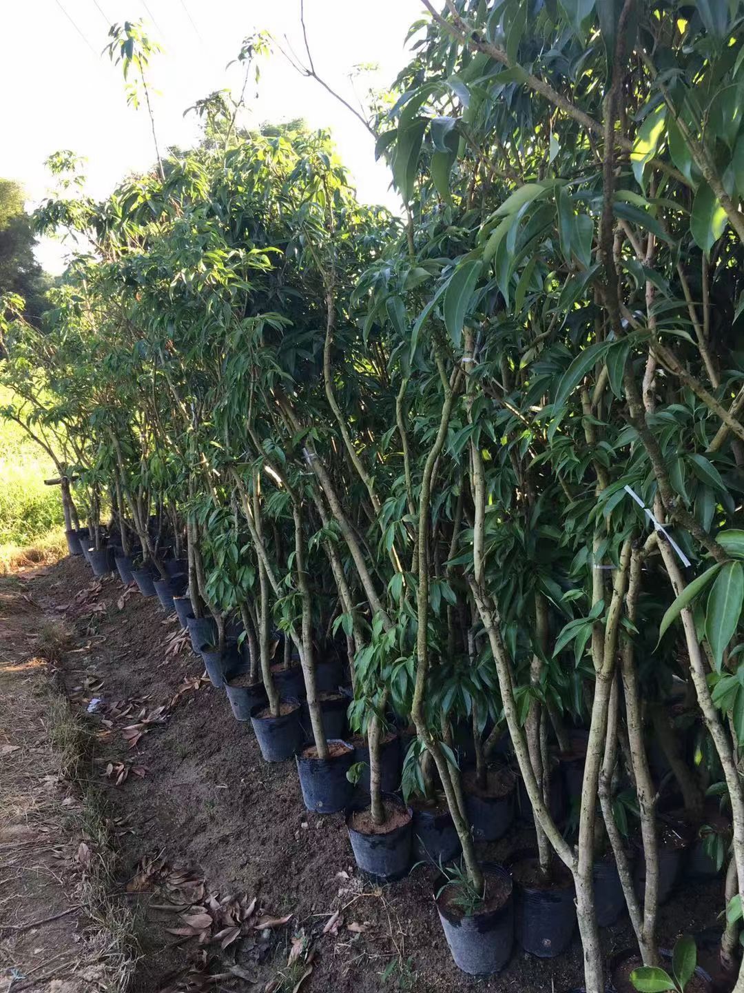 黑叶荔枝苗 茘枝杯苗