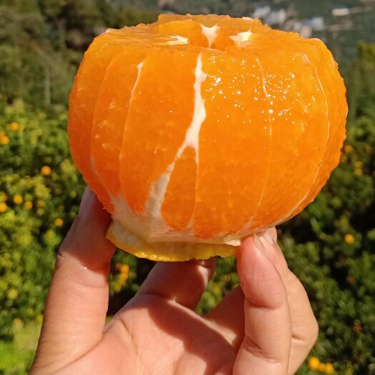 秭归县九月红脐橙有货大量供应果园直发