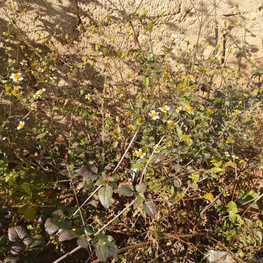 会东县 鬼针草