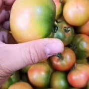 盘锦铁柿子  草莓柿子