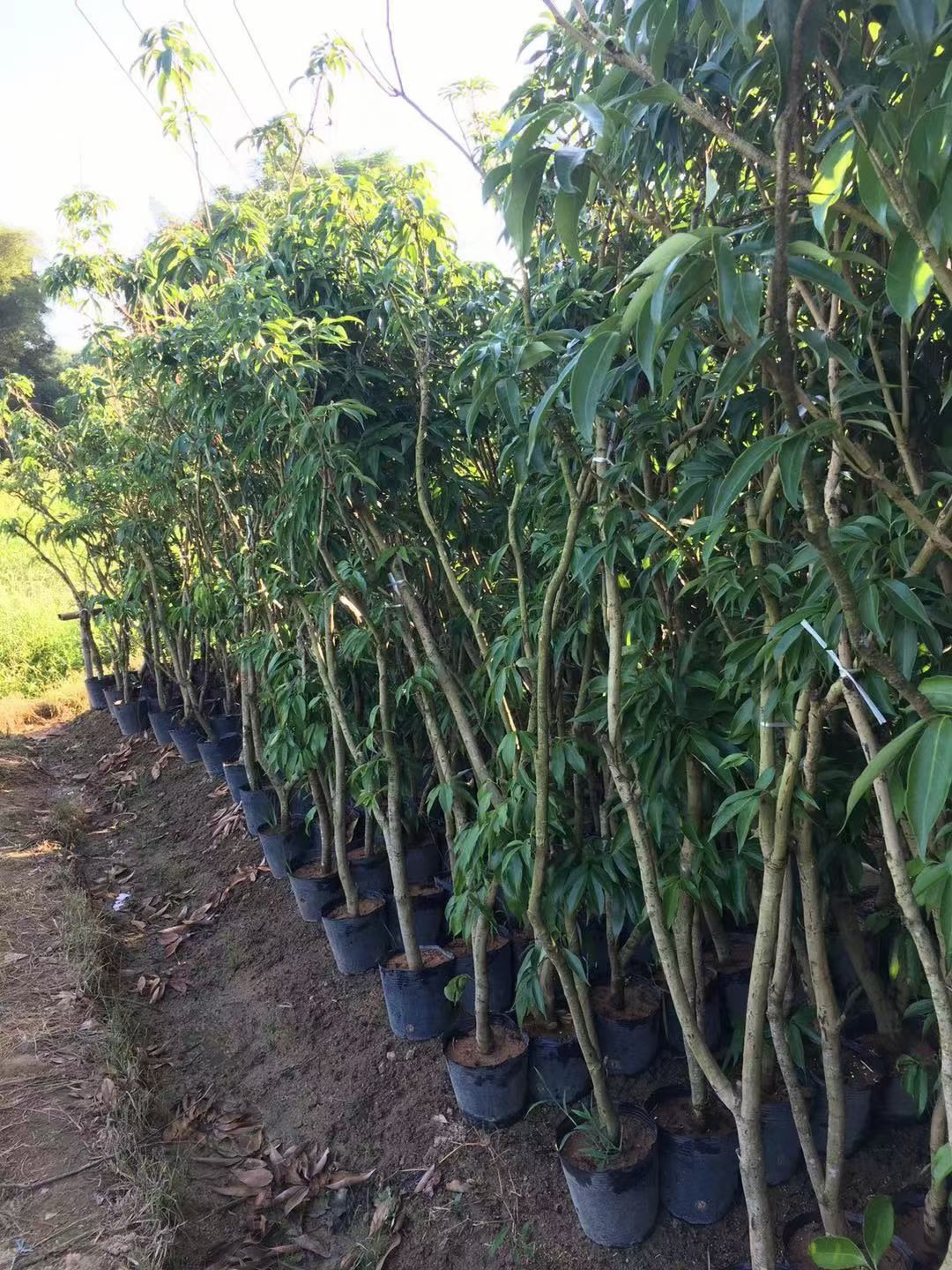 黑叶荔枝苗 茘枝杯苗