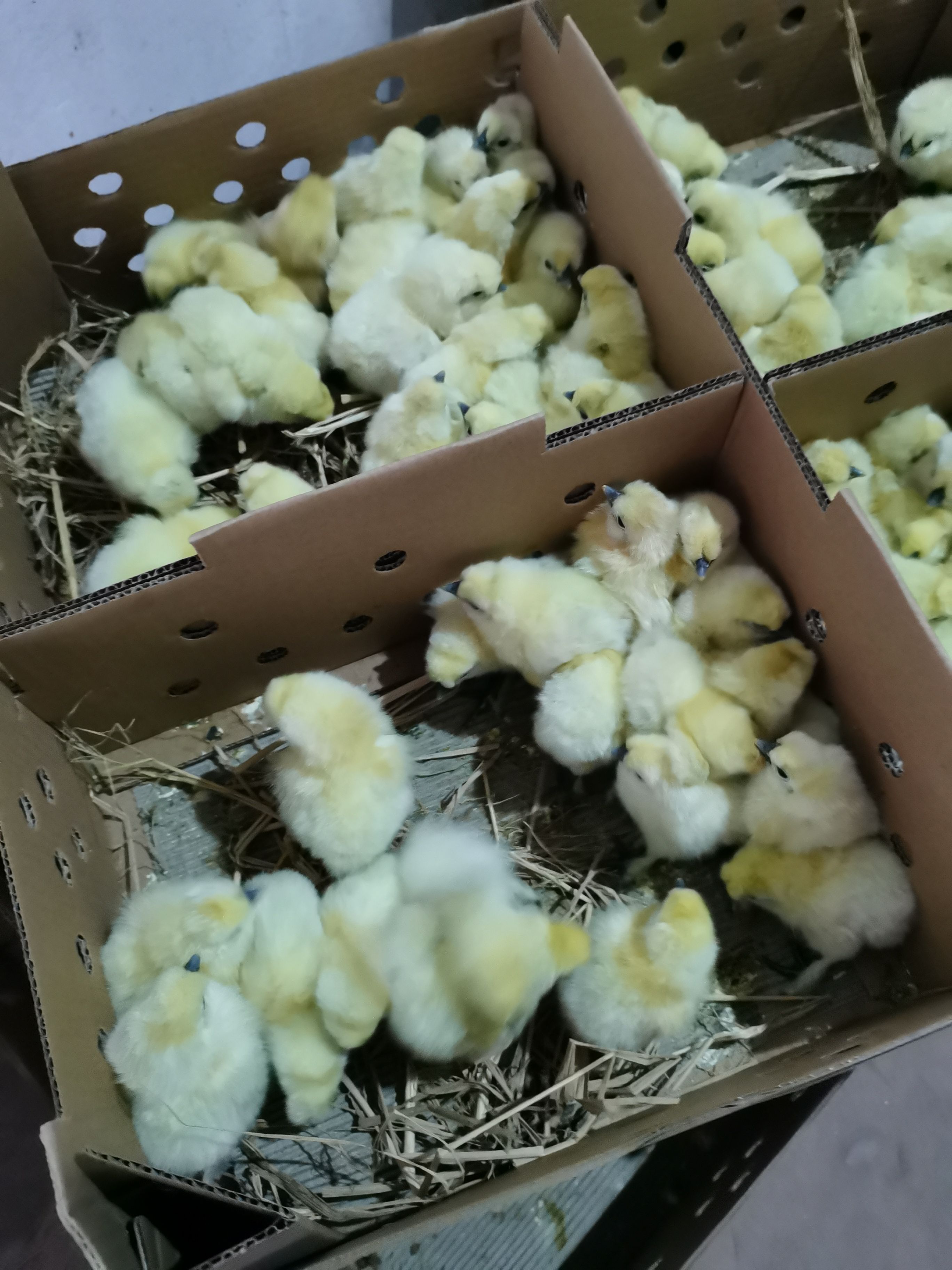 乌骨鸡苗 竹丝鸡苗白凤泰和乌鸡白毛乌鸡乌肉煲汤营养品种包运费