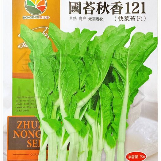国苔秋香121白菜苔种子，10克，早熟高产无需春化快菜苔F1