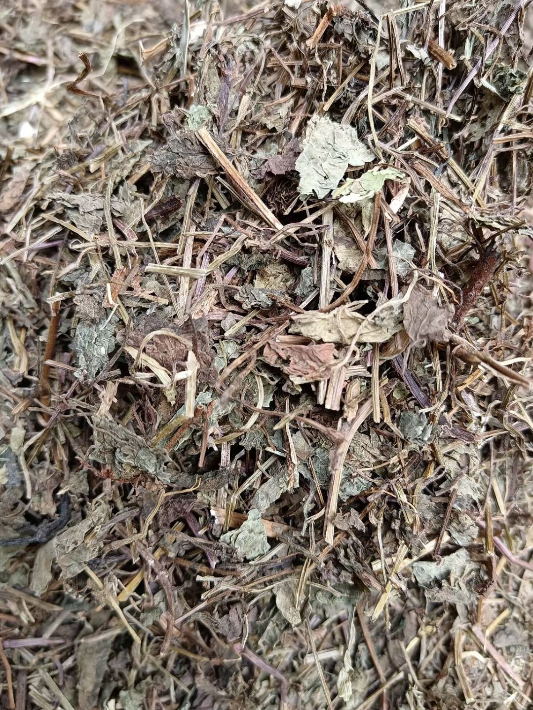 透骨草 连钱草  透骨消
