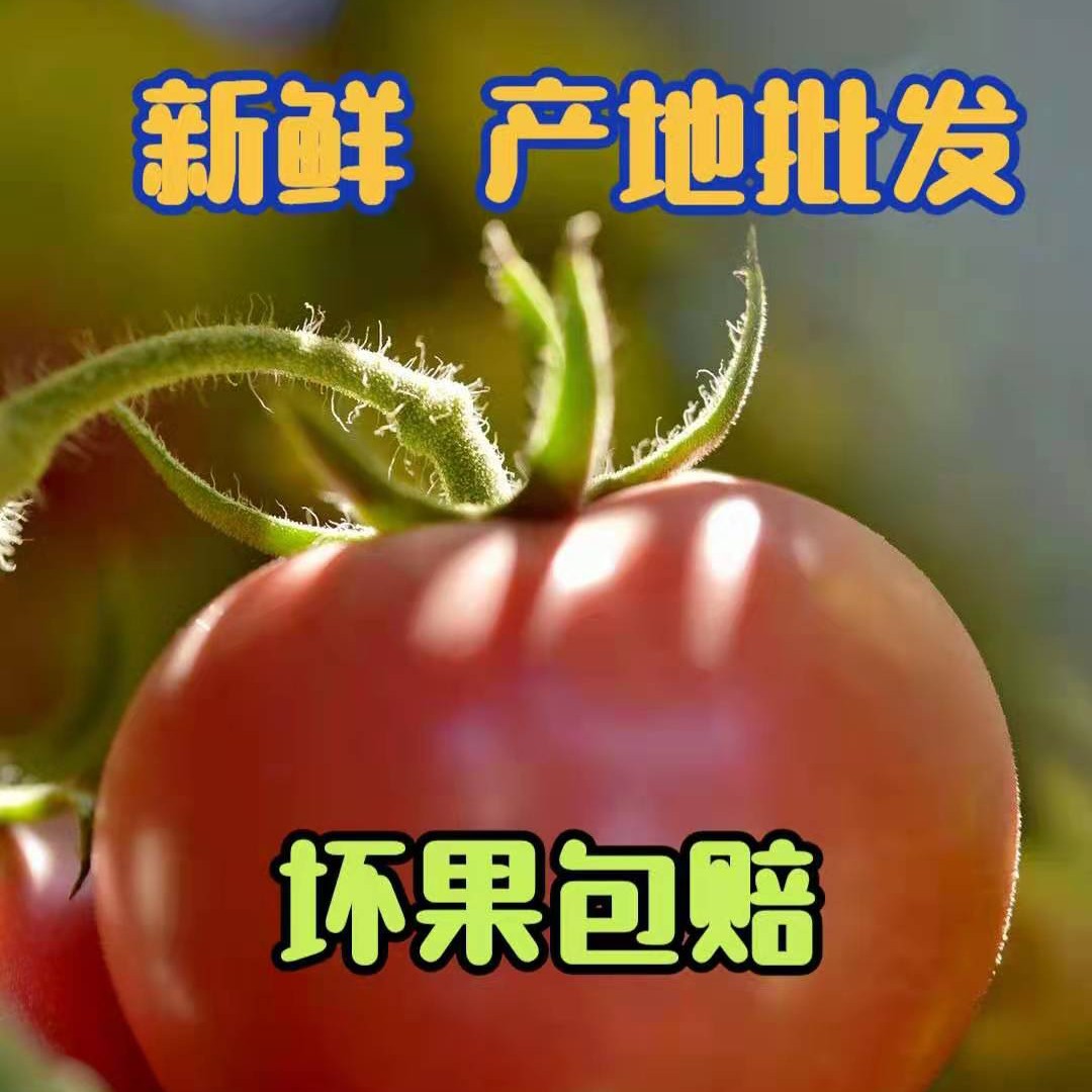攀枝花【露天阳光】四川攀枝花露天沙飘果【西红柿】