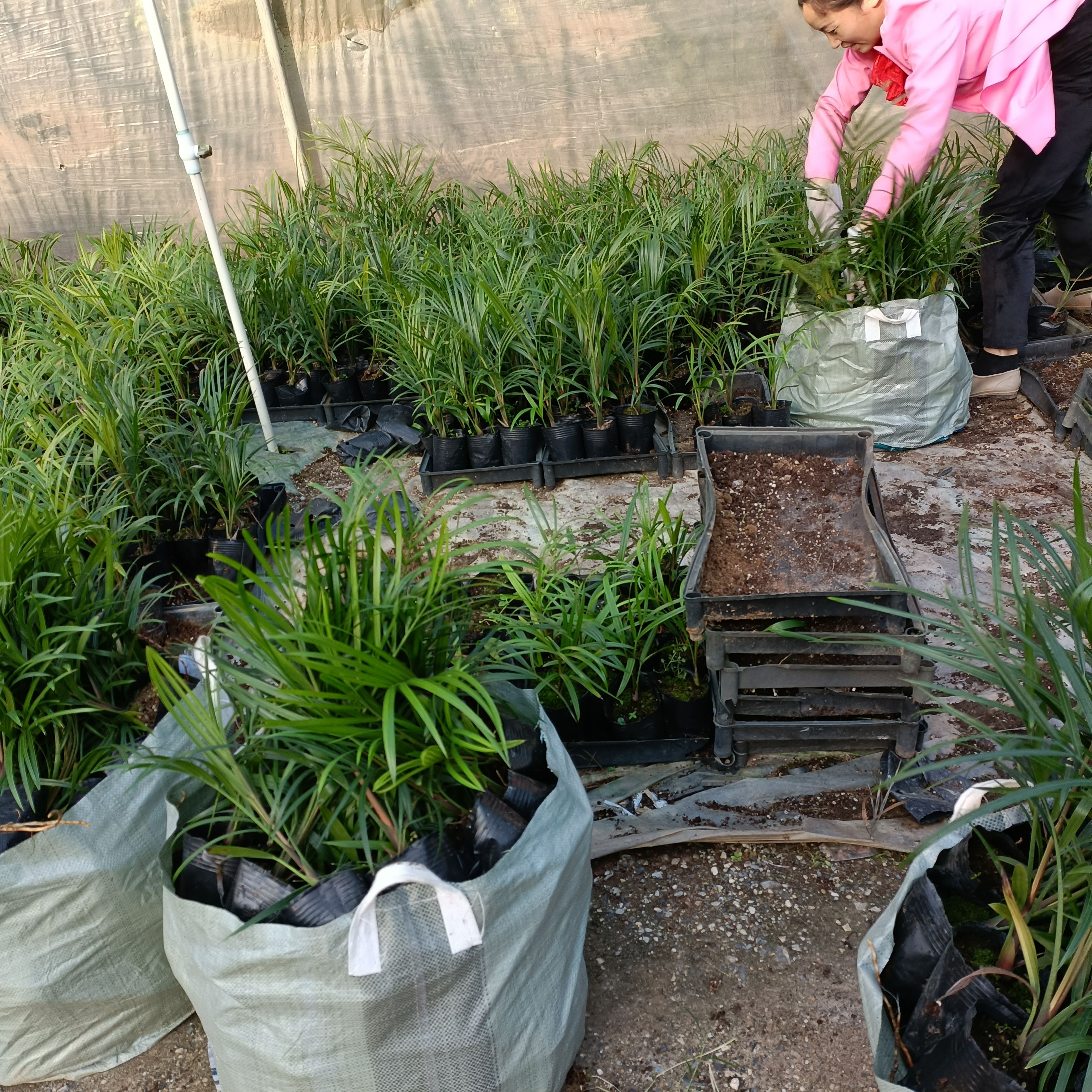 三角椰子苗  棕榈科观叶植物四季常青