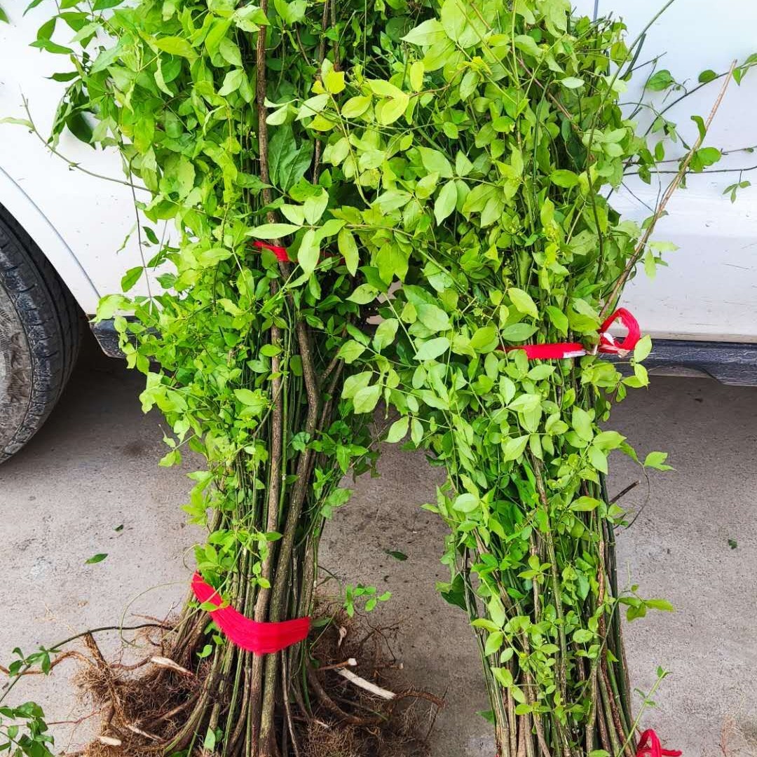 1000棵起卫矛鬼箭羽庭院阳台观叶植物园林绿化工程苗鬼见愁树