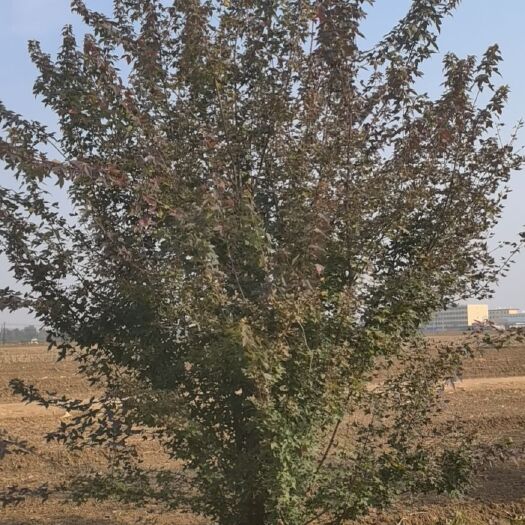 石家庄丛生元宝枫