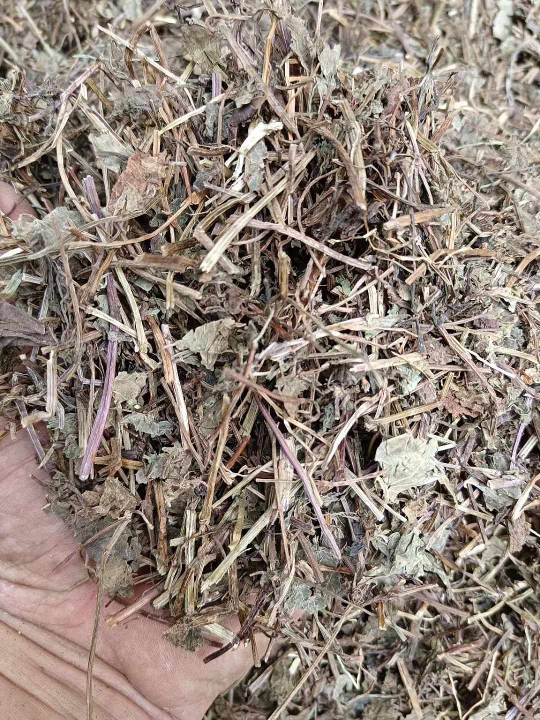 透骨草 连钱草  透骨消
