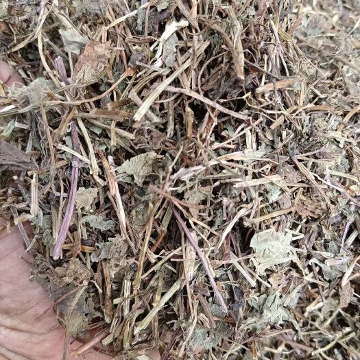 玉林透骨草 连钱草  透骨消