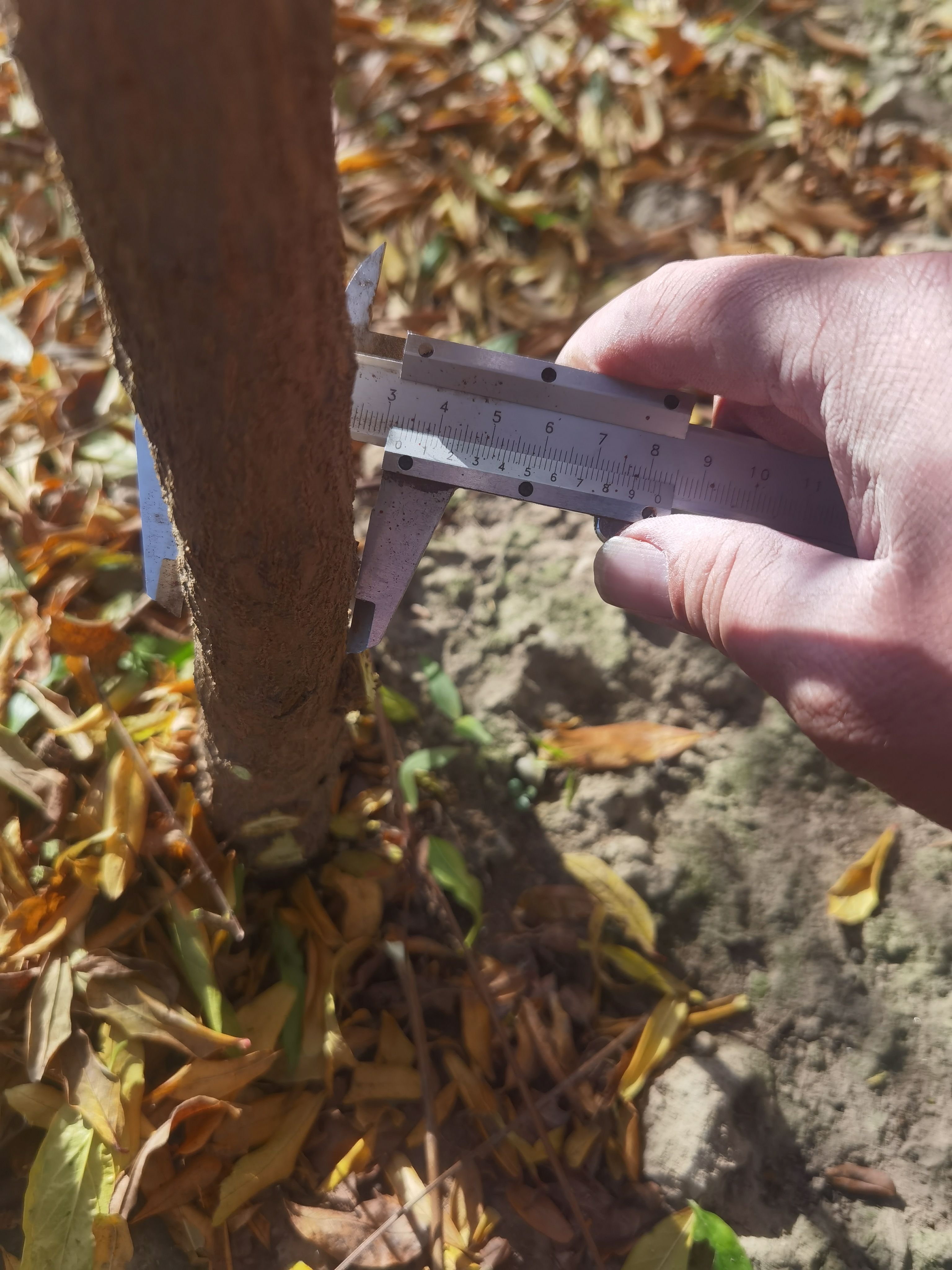 突尼斯软籽石榴树苗 嫁接苗